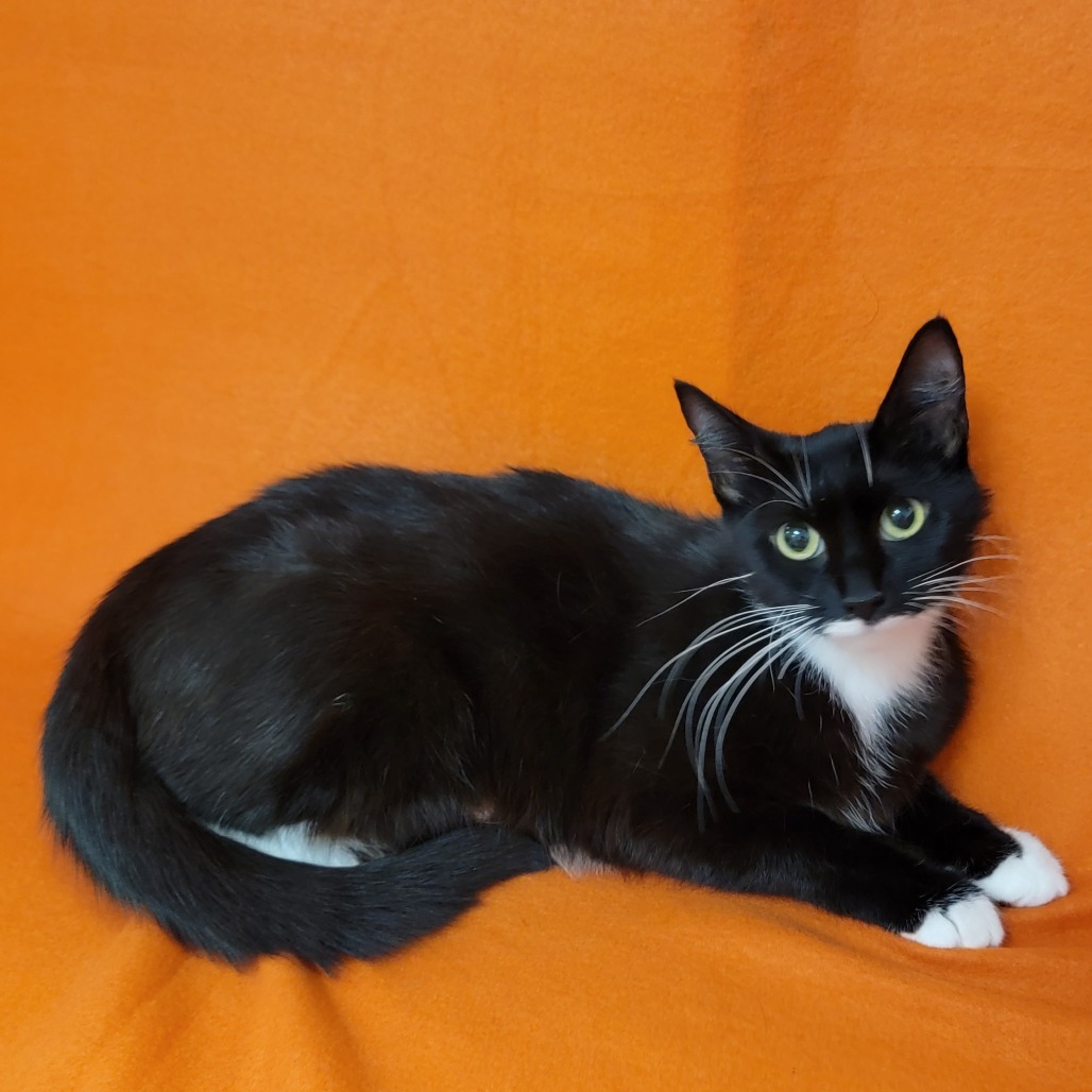Sailor, an adoptable Domestic Short Hair in Coos Bay, OR, 97420 | Photo Image 3
