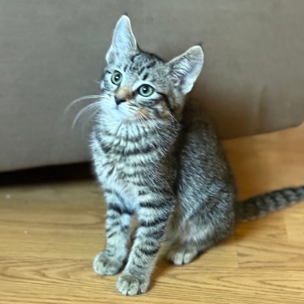 Oliver