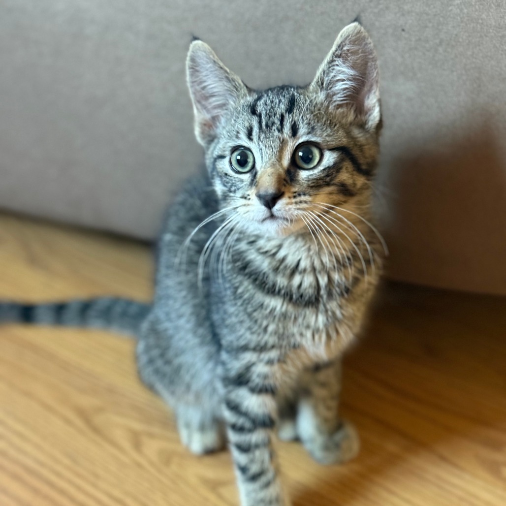 Oliver