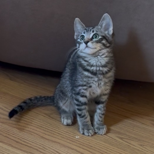 Oliver