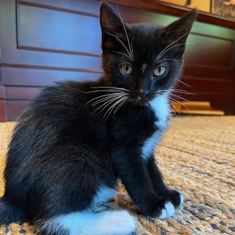 Lyra