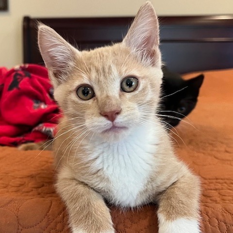 Nova