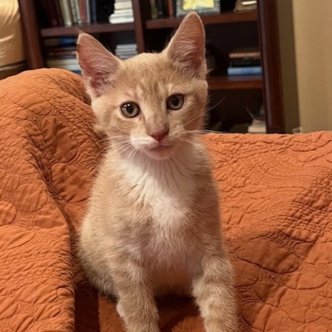 Nova