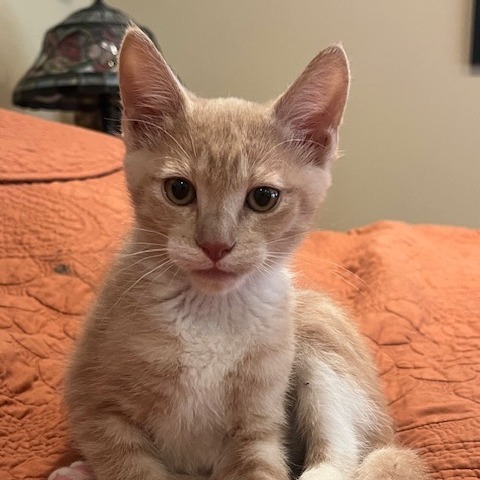 Nova