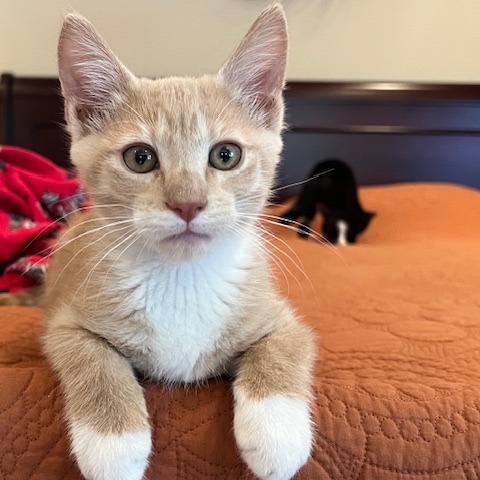 Nova