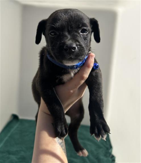 BLUE - IN FOSTER