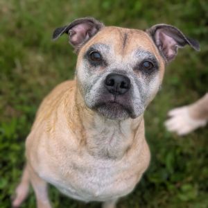 Mia, Senior Female unknown