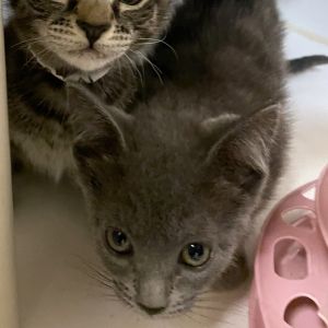 Weve got kittens If youre ready to add some spunk silliness and purrs to your home now is the 