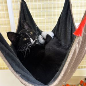 Weve got kittens If youre ready to add some spunk silliness and purrs to your home now is the 