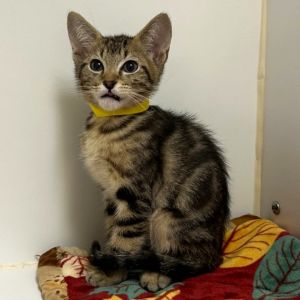 Weve got kittens If youre ready to add some spunk silliness and purrs to your home now is the 
