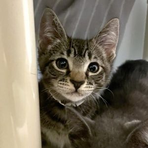 Weve got kittens If youre ready to add some spunk silliness and purrs to your home now is the 