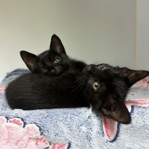 Weve got kittens If youre ready to add some spunk silliness and purrs to your home now is the 