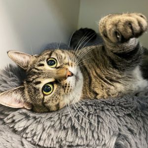 Brooklyn is absolutely wonderful This 5-year-old tabby is a truly lovely lady Shes friendly conf