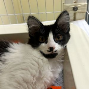 Weve got kittens If youre ready to add some spunk silliness and purrs to your home now is the 