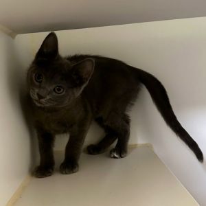 Weve got kittens If youre ready to add some spunk silliness and purrs to your home now is the 