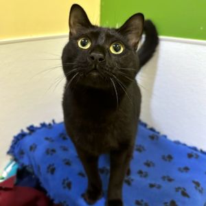 Freddy Mercury Retrograde is ready to add a big dose of fun to your heart and home This handsome 1-