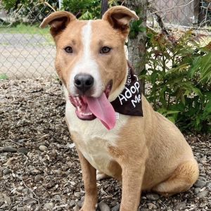Friendly and loveable its Larue Larue is an adorable 10-month-old and hes eager to be your very 