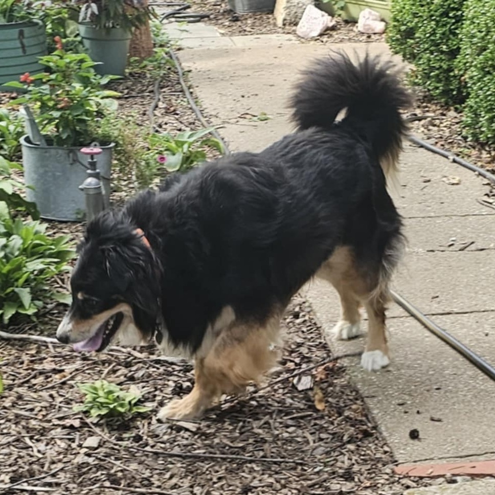 Maximilian