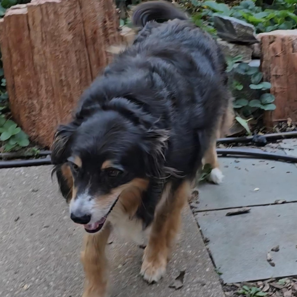 Maximilian