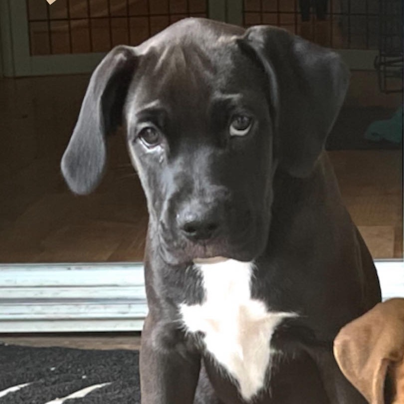 Zeus