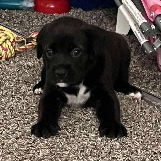 Zeus