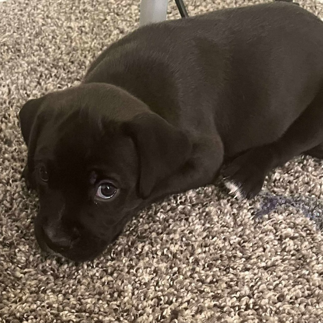 Zeus