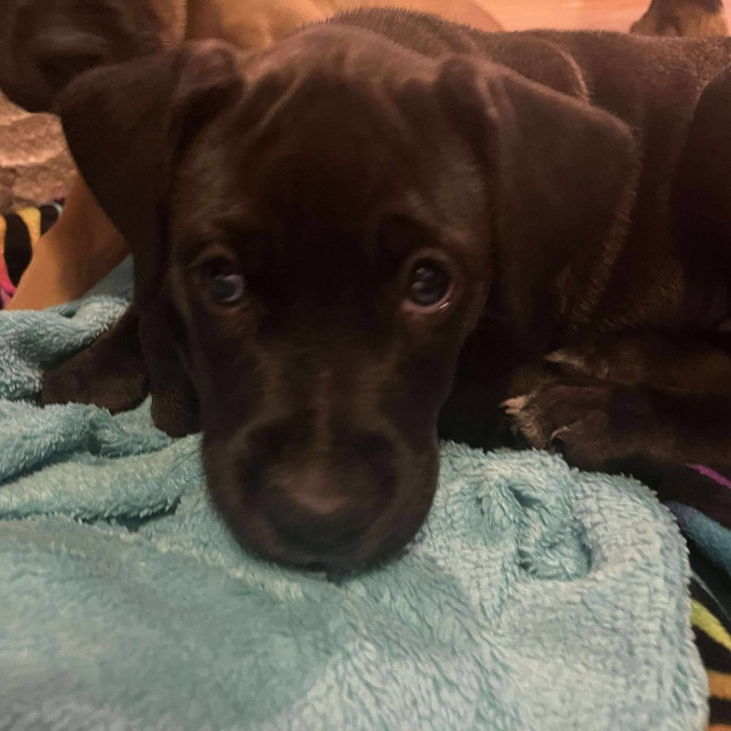 Zeus