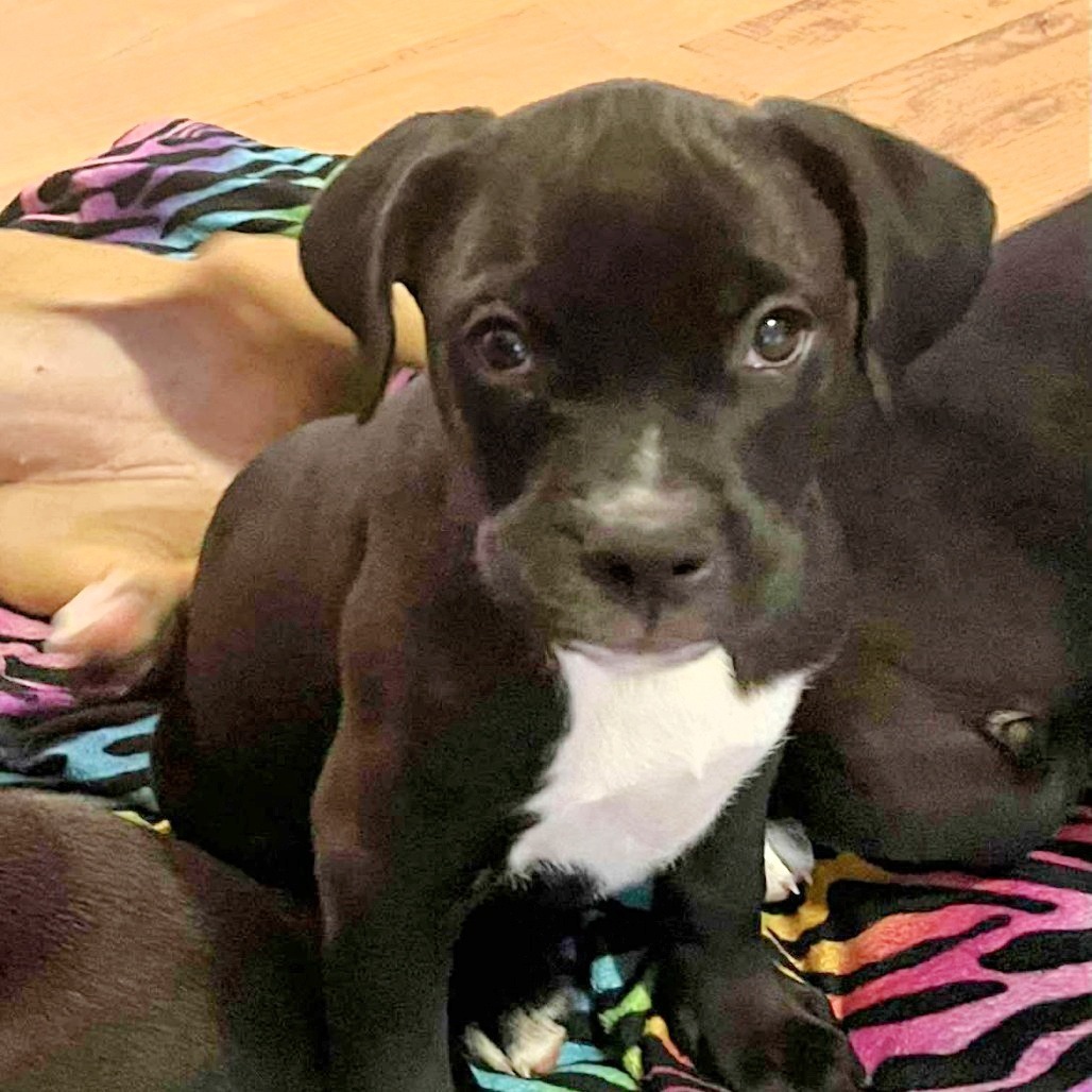 Loki