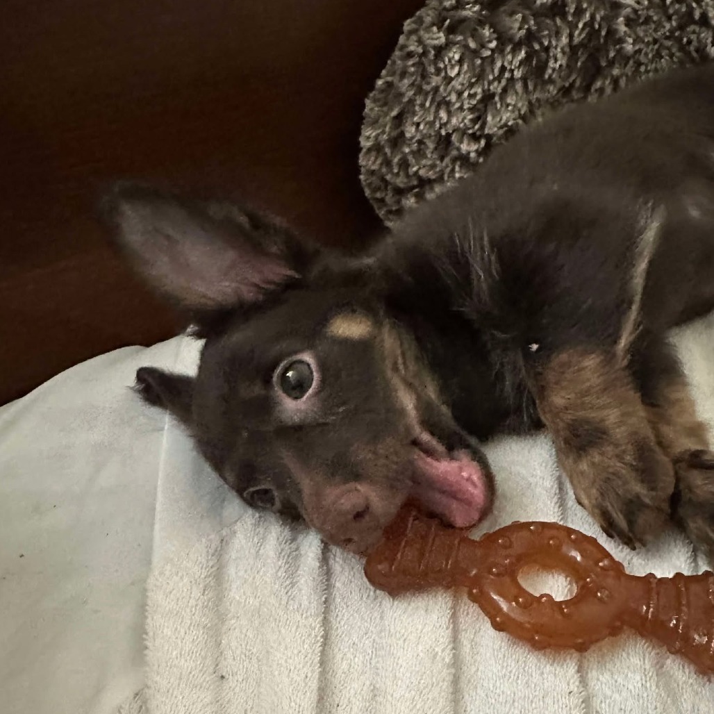 Mazapan Medina, an adoptable Dachshund, Terrier in Eagle Mountain, UT, 84005 | Photo Image 2
