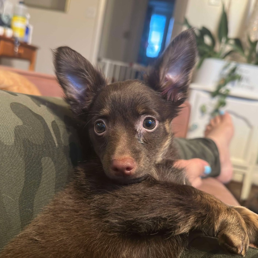 Mazapan Medina, an adoptable Dachshund, Terrier in Eagle Mountain, UT, 84005 | Photo Image 3