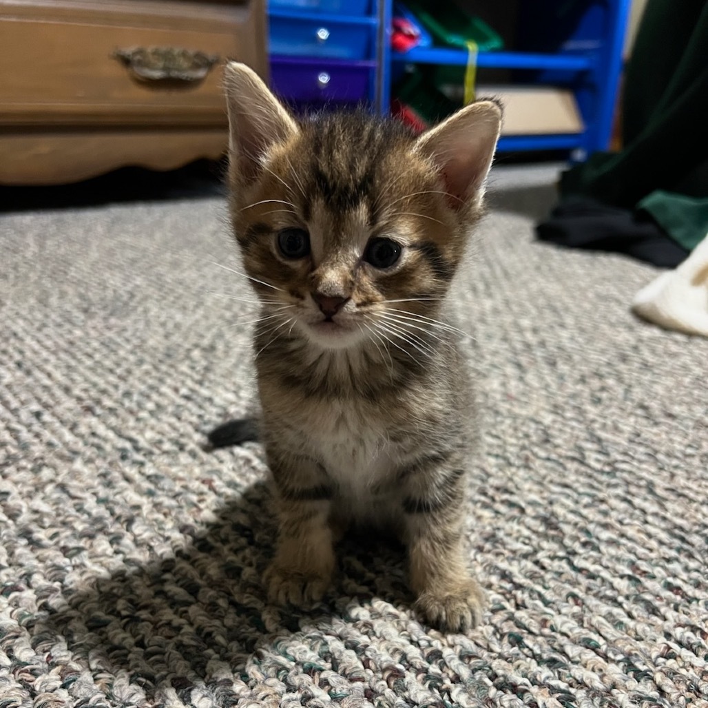 Elvis