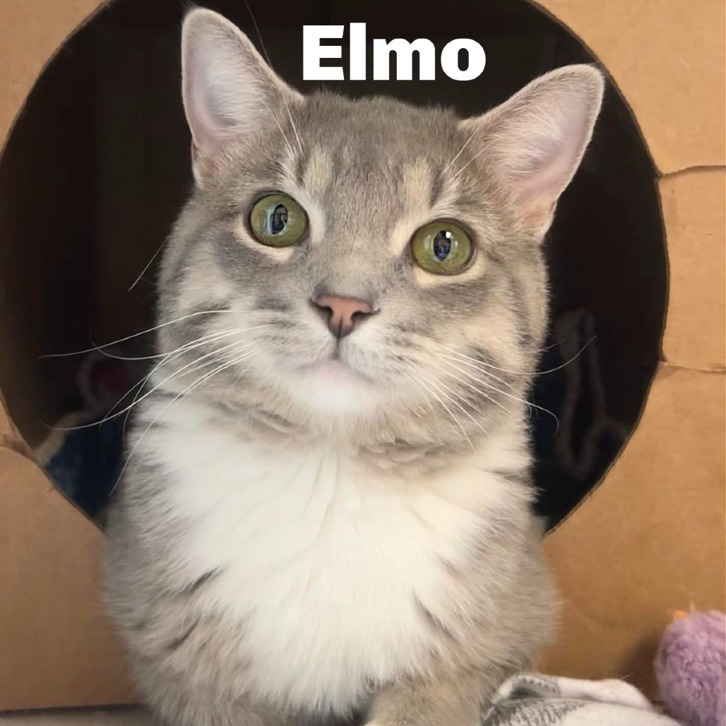Elmo 250415, an adoptable Domestic Short Hair in Escanaba, MI, 49829 | Photo Image 1