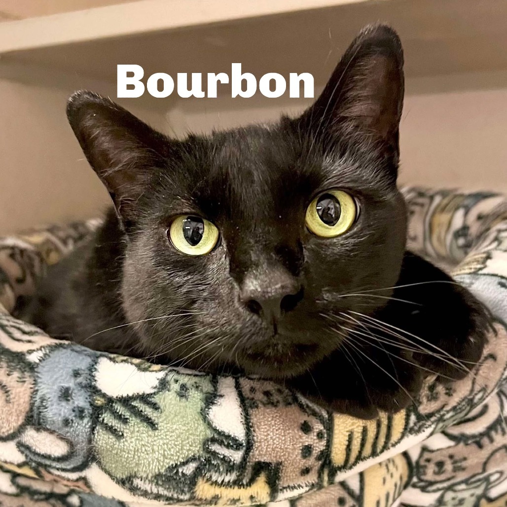 Bourbon 250545, an adoptable Domestic Short Hair in Escanaba, MI, 49829 | Photo Image 1
