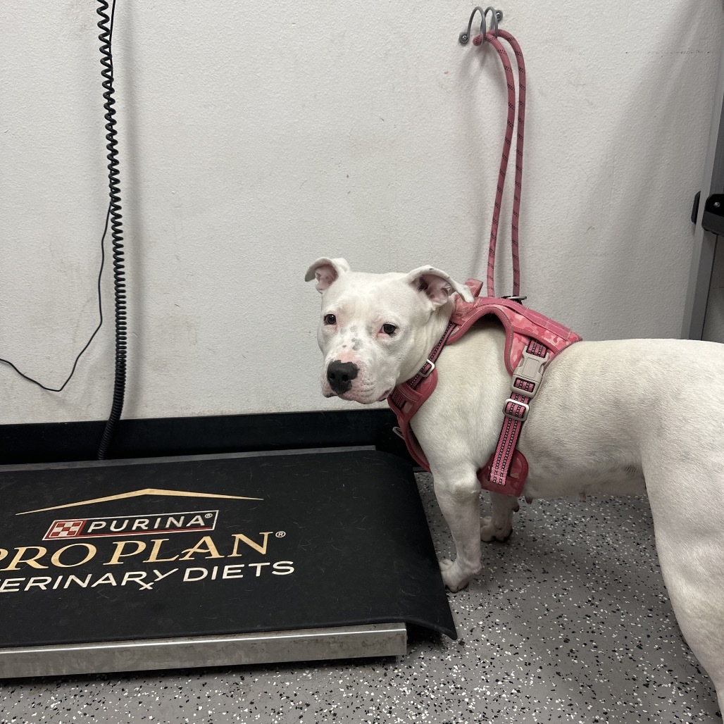 HACC-Stray-29458