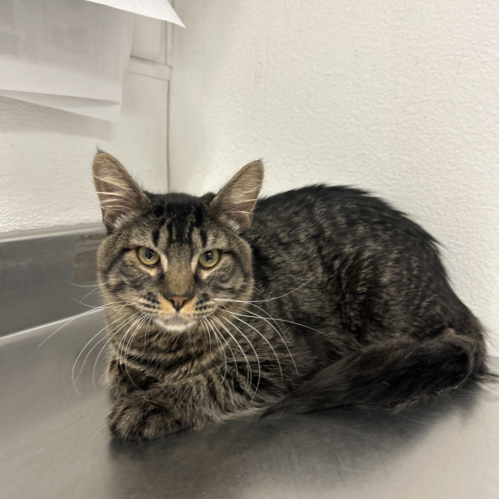 HACC-Stray-29438