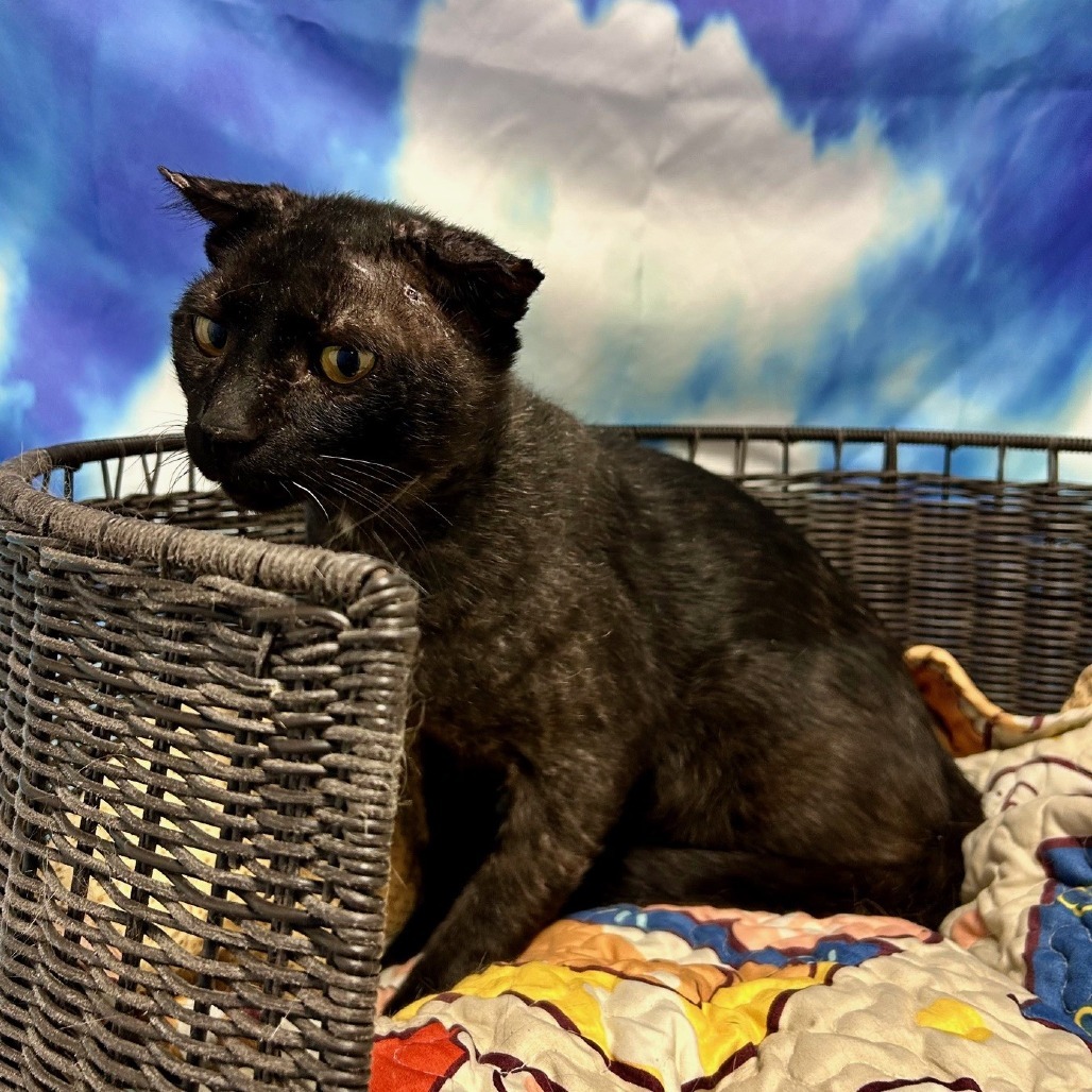 HACC-Stray-29440