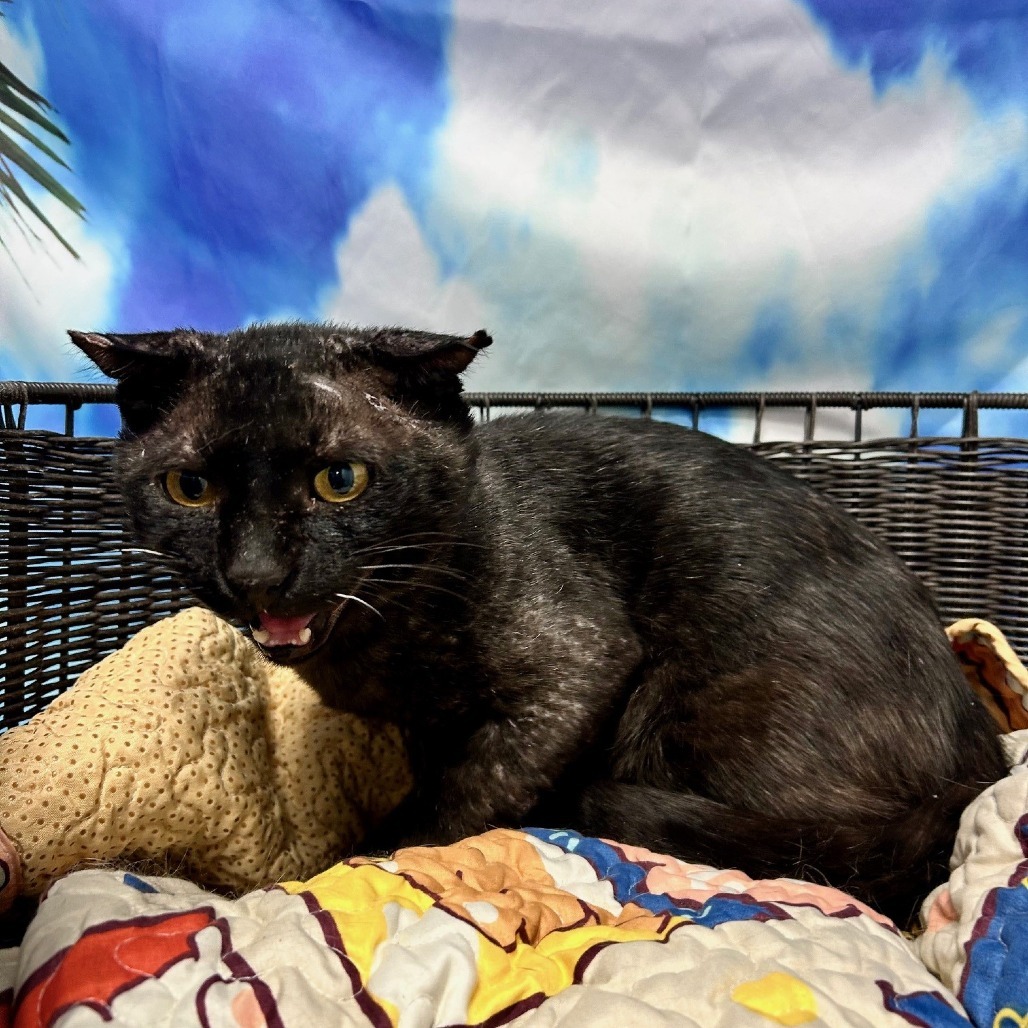 HACC-Stray-29440