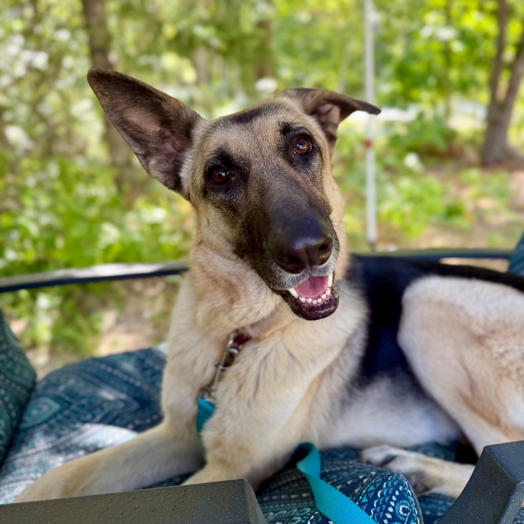Annie, an adoptable German Shepherd Dog in Oxford, ME, 04270 | Photo Image 1
