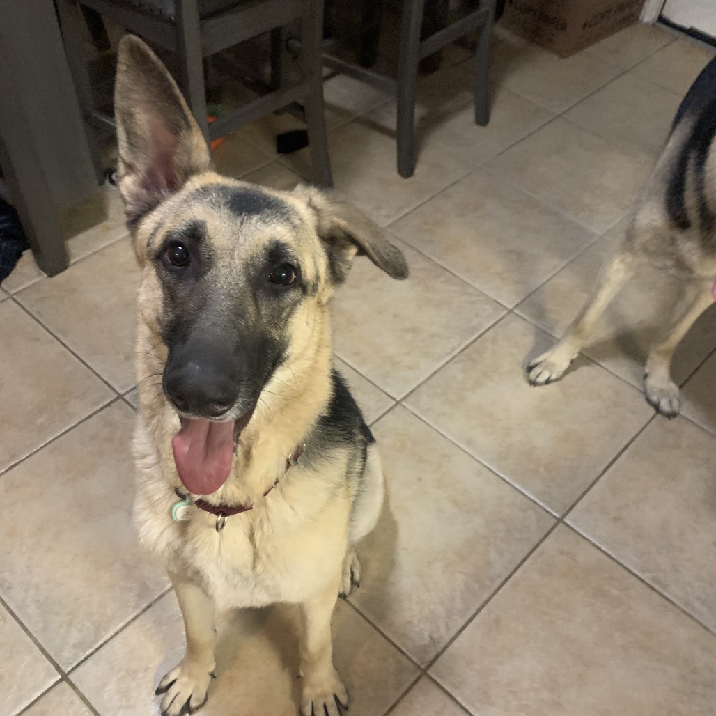 Annie, an adoptable German Shepherd Dog in Oxford, ME, 04270 | Photo Image 2