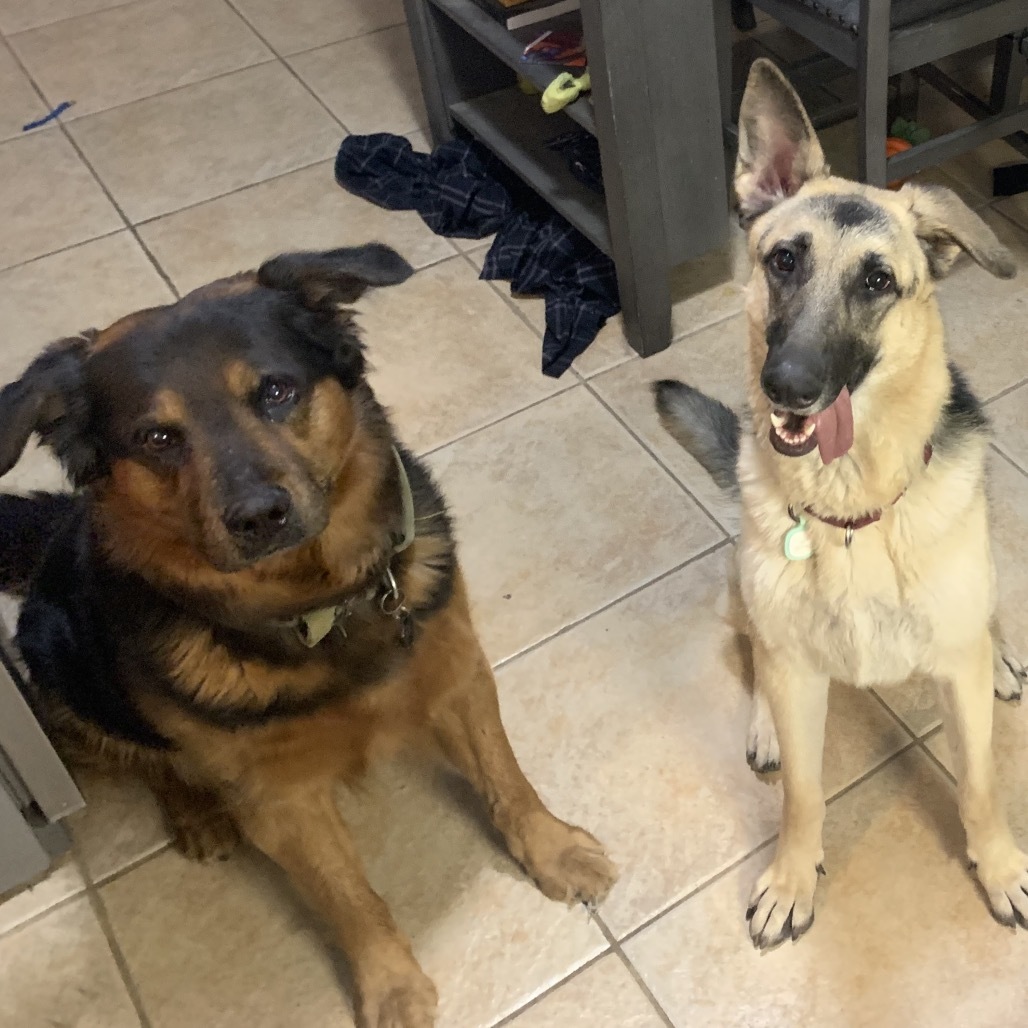 Annie, an adoptable German Shepherd Dog in Oxford, ME, 04270 | Photo Image 3