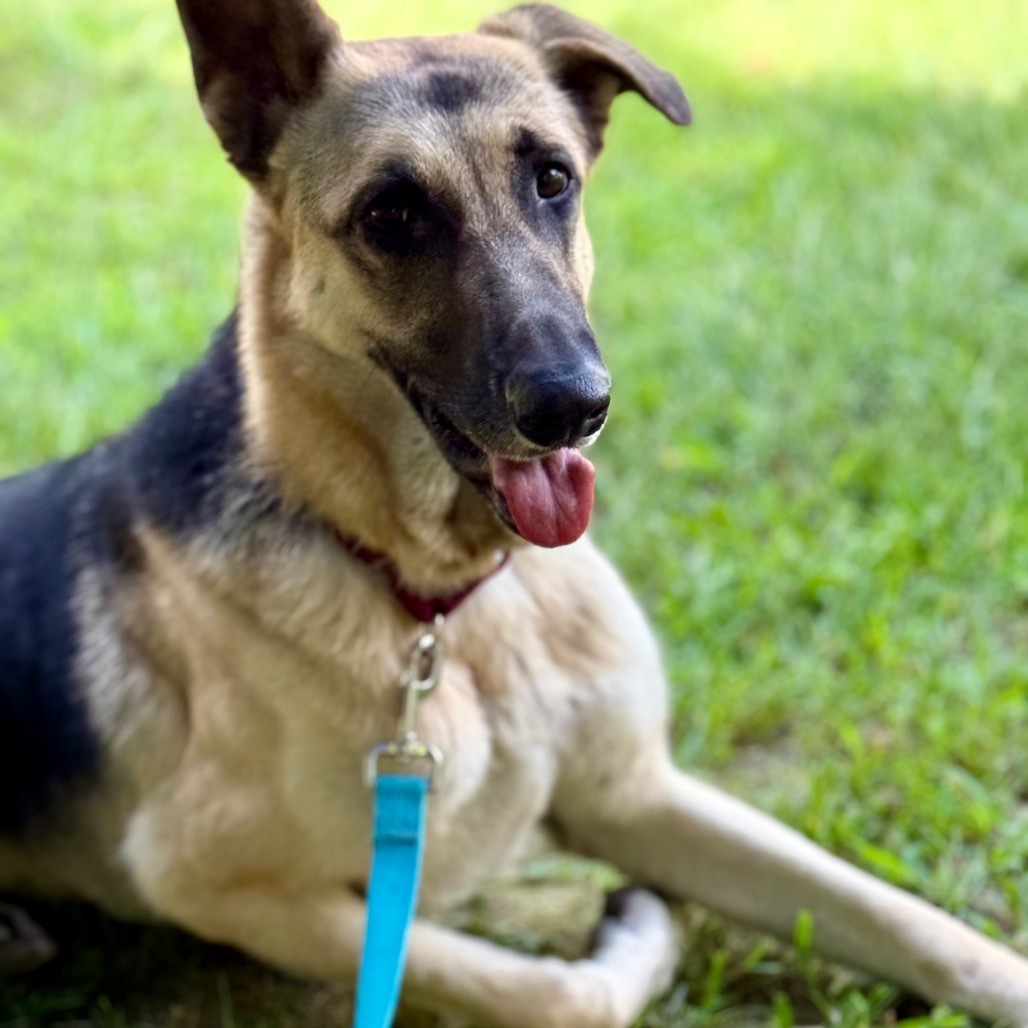 Annie, an adoptable German Shepherd Dog in Oxford, ME, 04270 | Photo Image 4