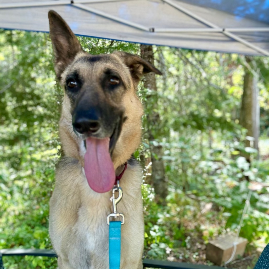 Annie, an adoptable German Shepherd Dog in Oxford, ME, 04270 | Photo Image 5