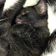 Luna McKenzie, Baby Female unknown