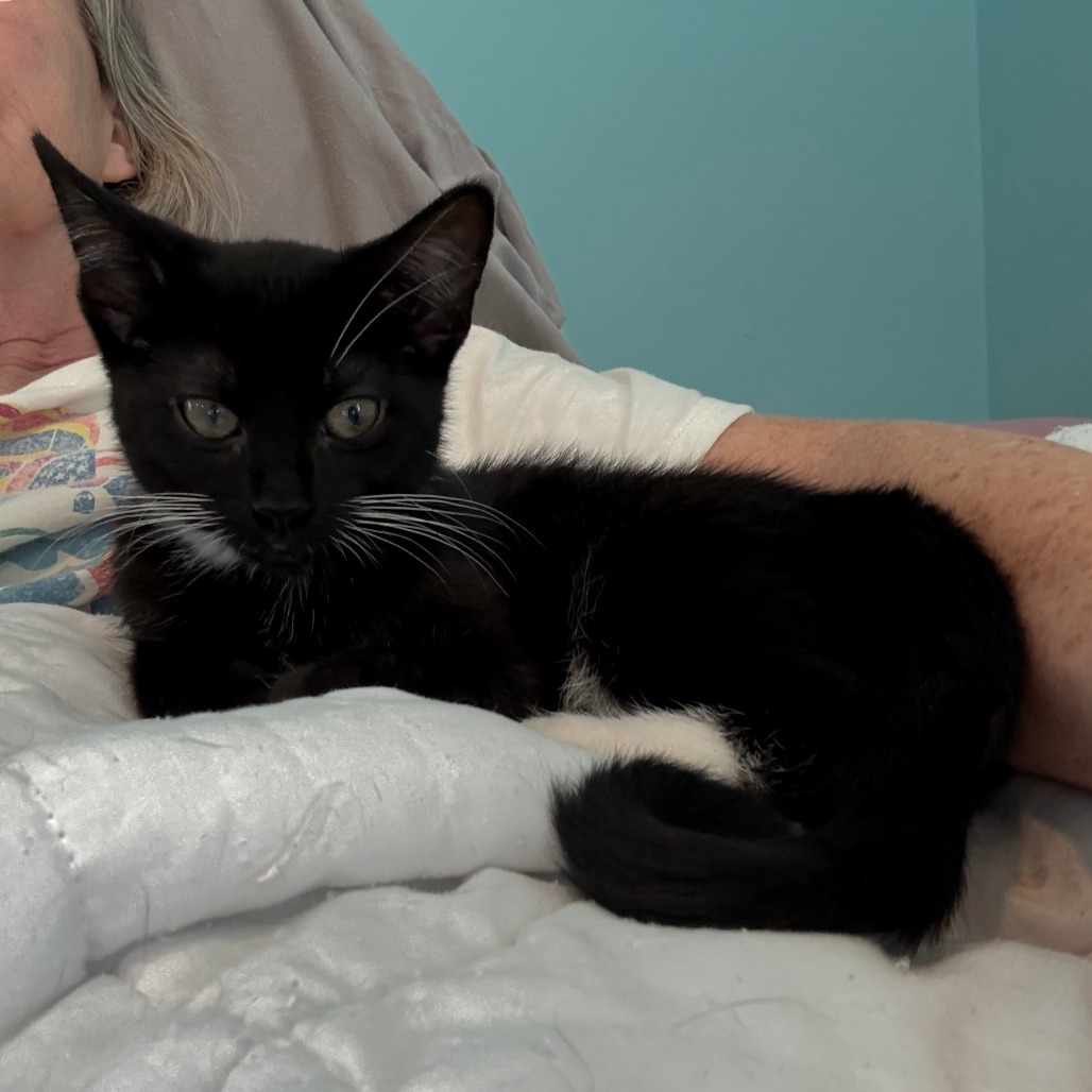 Luna McKenzie (Bonded w/Mittens McKenzie)