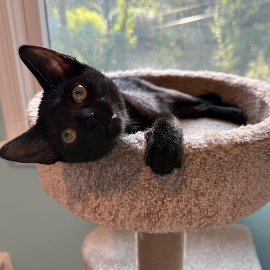 Luna McKenzie (Bonded w/Mittens McKenzie)