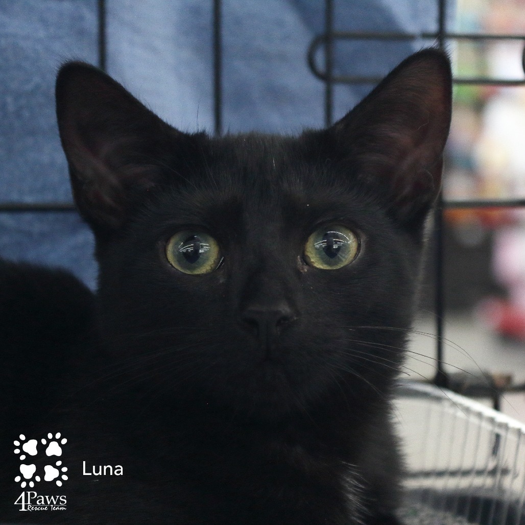 Luna McKenzie (Bonded w/Mittens McKenzie)