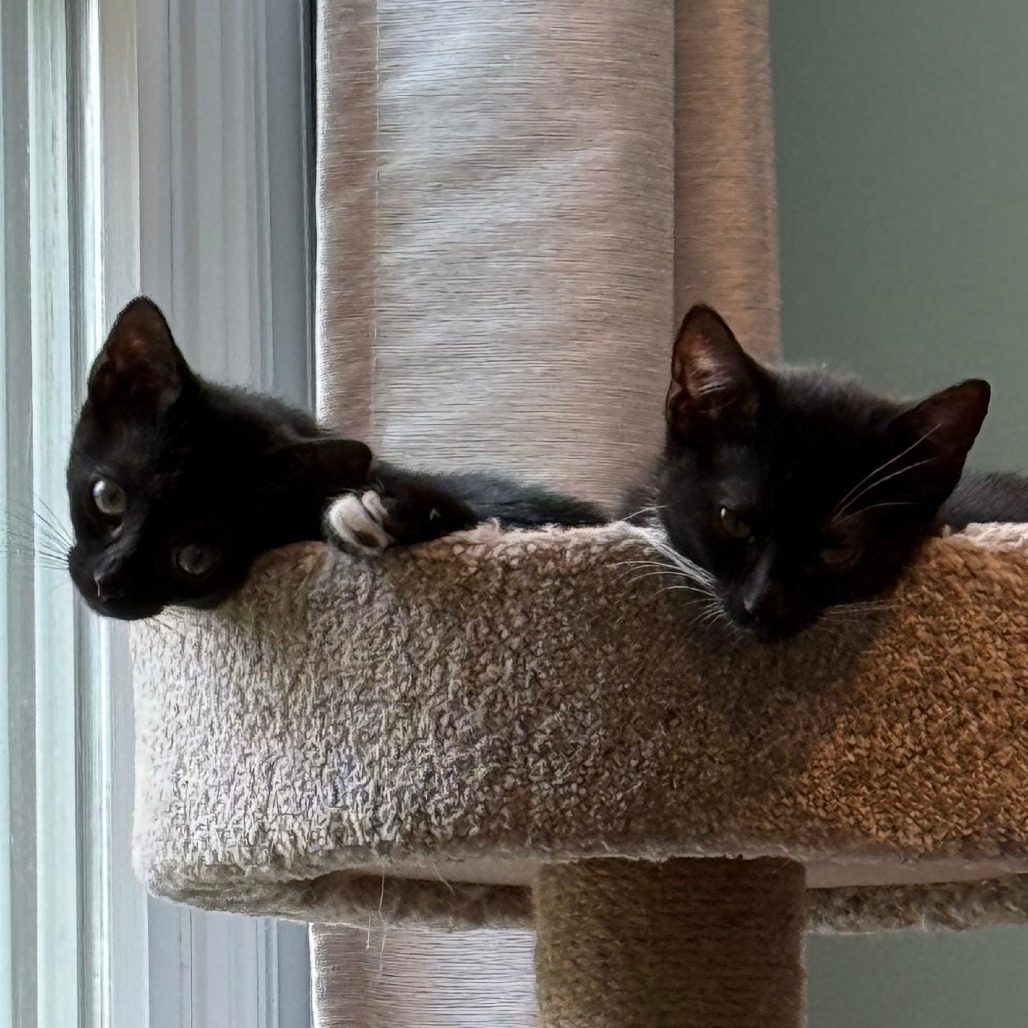 Luna McKenzie (Bonded w/Mittens McKenzie)