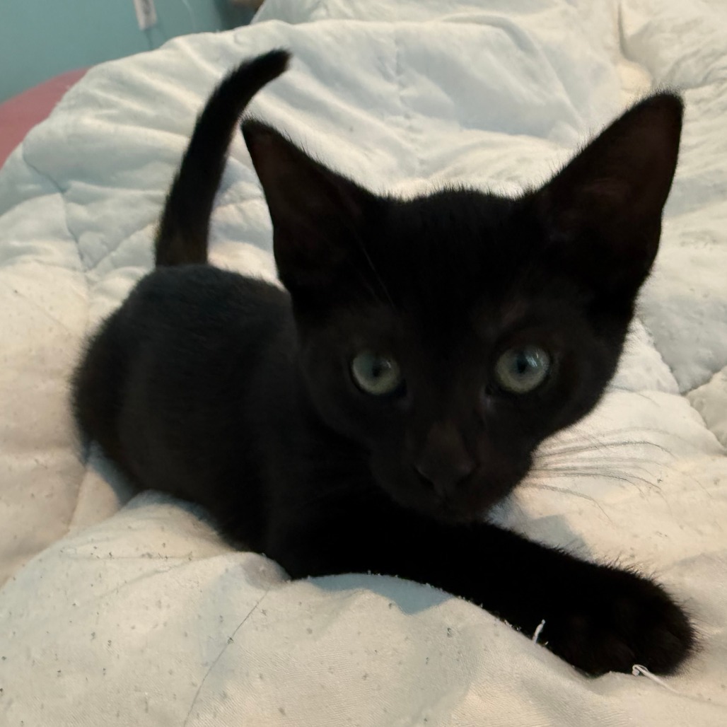 Luna McKenzie (Bonded w/Mittens McKenzie)