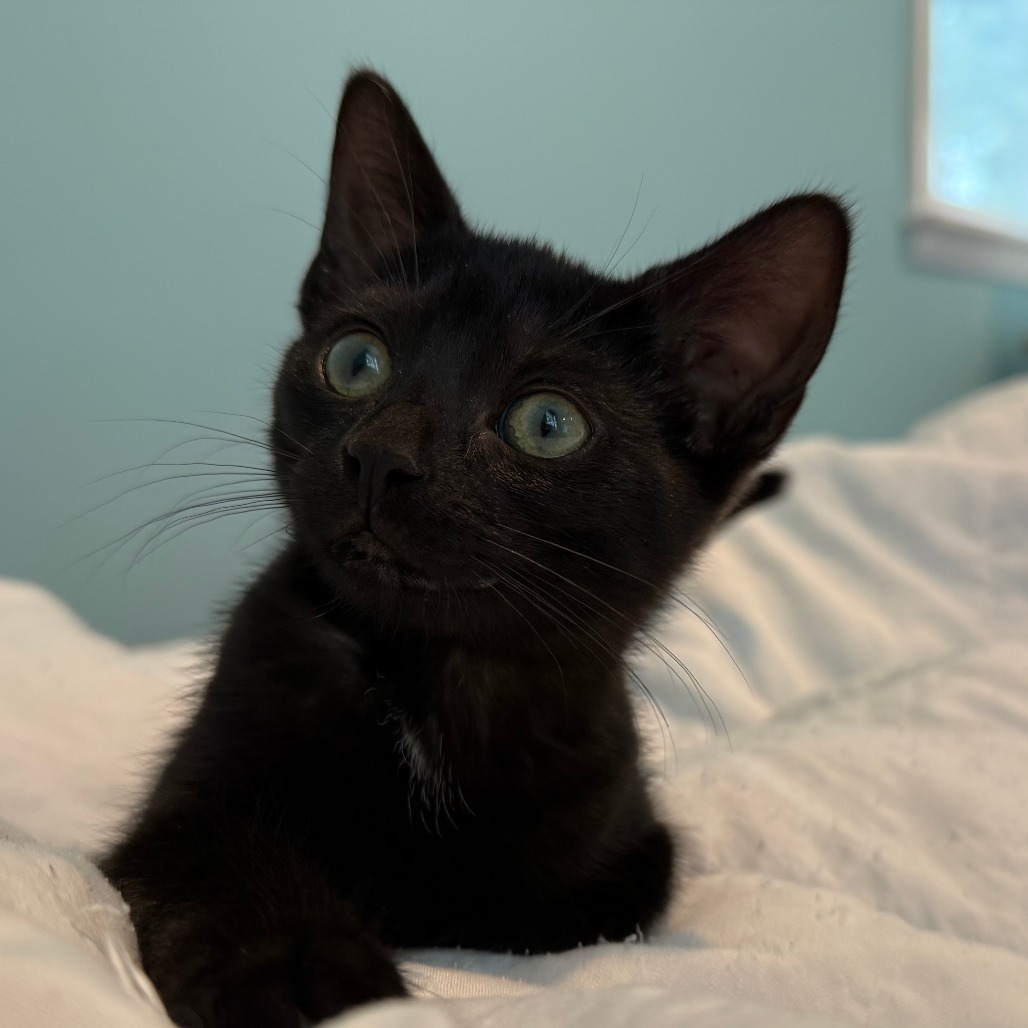 Luna McKenzie (Bonded w/Mittens McKenzie)