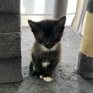 Mittens McKenzie